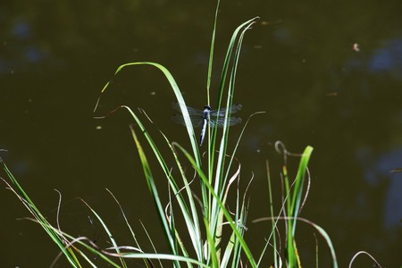 Japanese pampas grassの写真素材