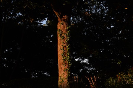 The scenery in the parkの写真素材