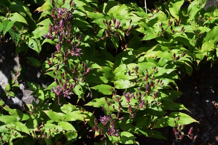 Japanese toadlilyの写真素材