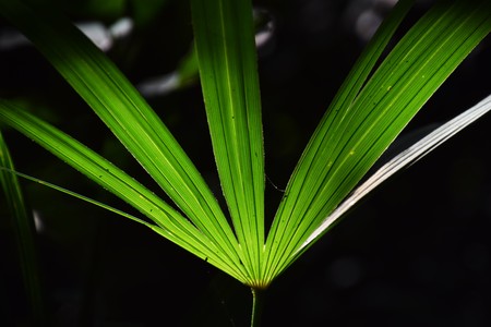 Palm leafの写真素材