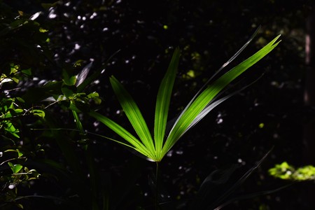 Palm leafの写真素材
