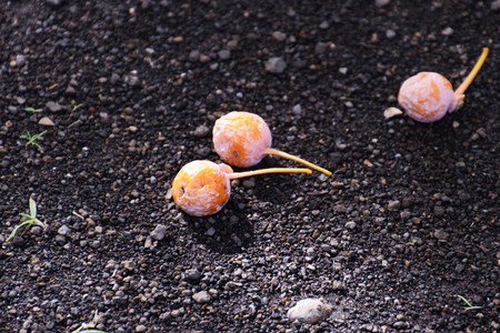 Ginkgo nutsの写真素材