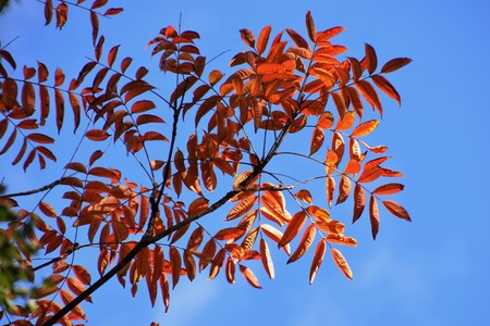 Autumn leaves of Wax tree
