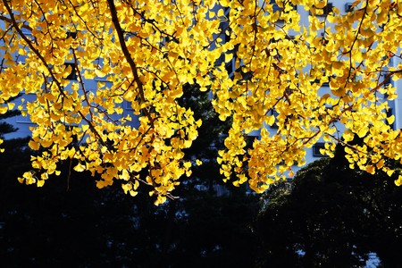 The season of autumn leaves