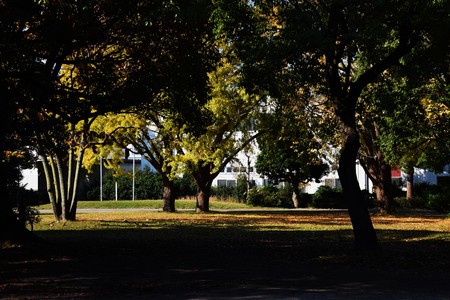 The season of autumn leavesの写真素材