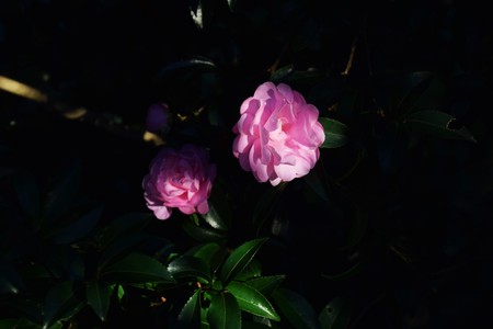 Camellia sasanquaの写真素材