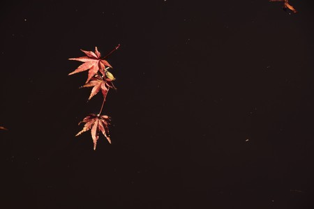 Autumn leavesの写真素材