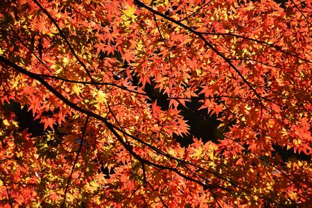 Autumn landscapeの写真素材