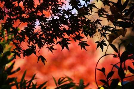 Autumn landscape