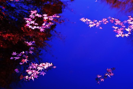Autumn leaves floating in the pond