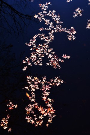 Autumn leaves floating in the pond