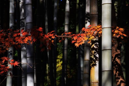 Landscape of autumn foliage