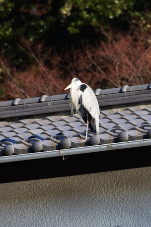 A heronの写真素材