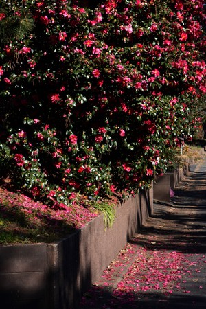 Flower of sasanquaの写真素材