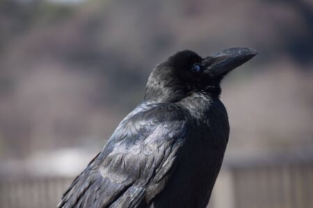 A crow