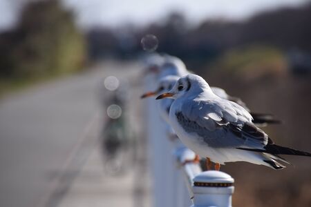 Black-headed gullsの写真素材