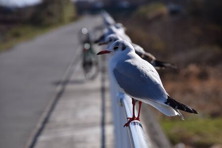 Black-headed gullsの写真素材