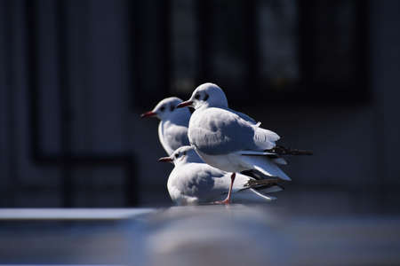 Black-headed gulls