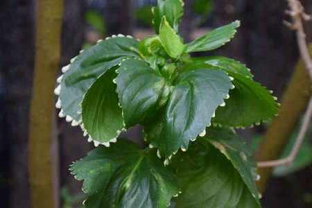 Acalypha godseffianaの写真素材