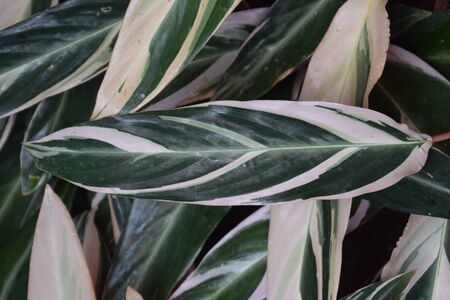 Stromanthe sanguineaの写真素材