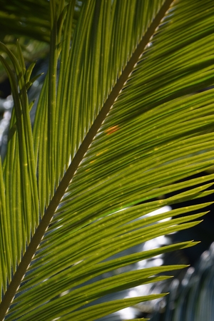Cycas revoluta background.の写真素材