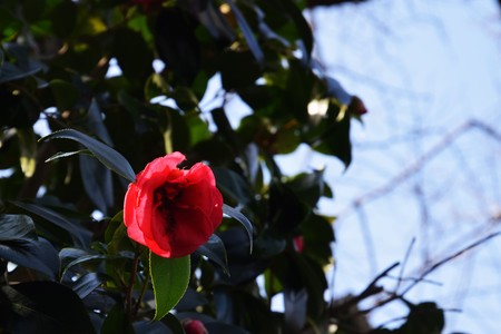 Camellia background.の写真素材