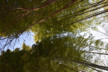 Bamboo leaves are swaying in the wind