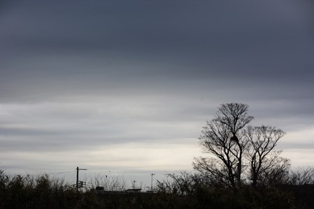 Fantastic texture of treesの写真素材