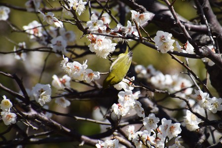 Japan garden plum blossomの写真素材