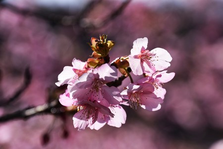 Cherry blossomsの写真素材