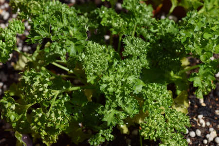 Parsley
