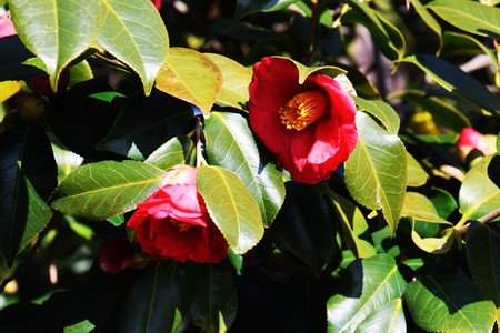 Camellia flowerの写真素材