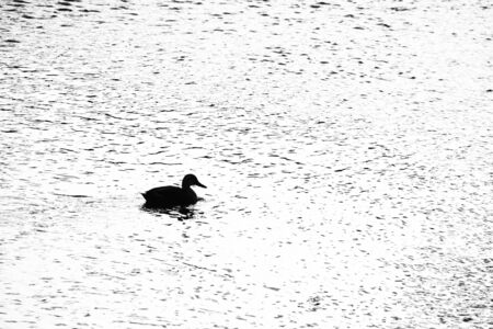 Slhouette/ducks swimming in the riverの写真素材