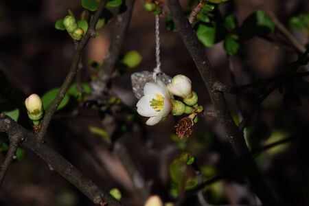 Flowering quinceの写真素材