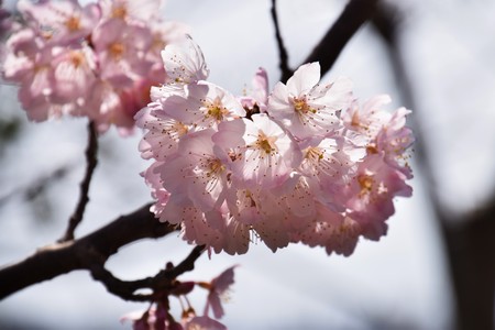 Cherry blossoms in full bloomの写真素材