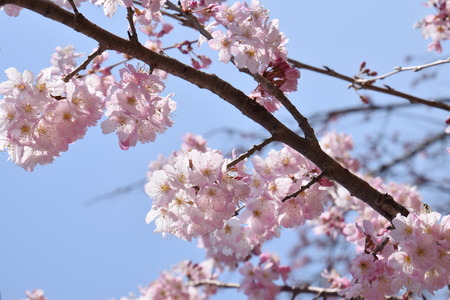 Cherry blossoms in full bloomの写真素材