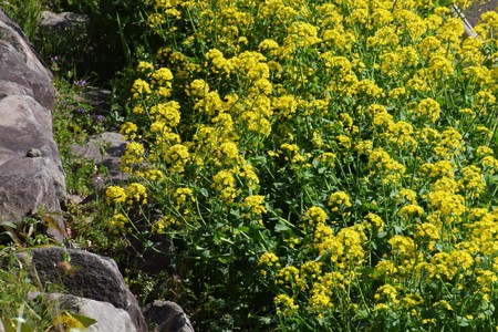 Rape blossoms in full bloom