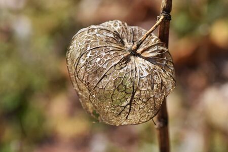 Ground cherry in winterの写真素材
