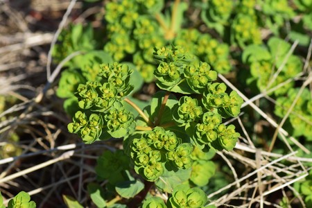 Sun spurge