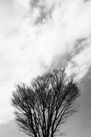 Winter trees backgroundの写真素材
