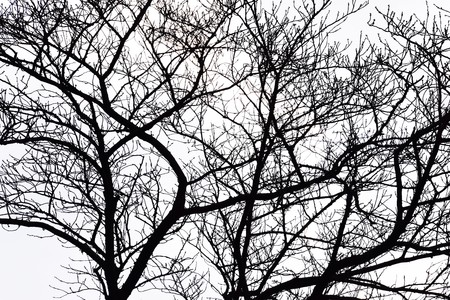 Winter trees background