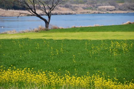 Rape blossoms in full bloom on the riverbed of Japan Fukuoka Chikugo-Riverの写真素材
