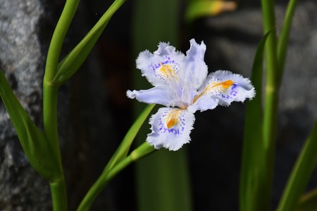 Fringed irisの写真素材