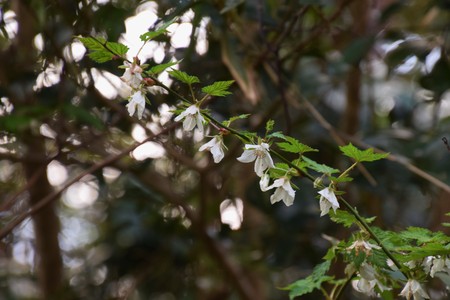 Flower of wild strawberryの写真素材