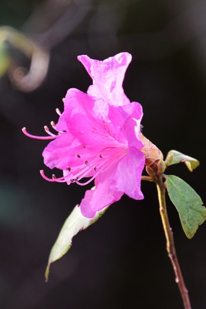 Flowers of Clammy goosefootの写真素材