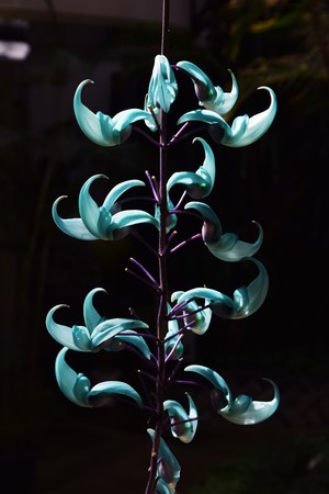 Endangered plantの写真素材