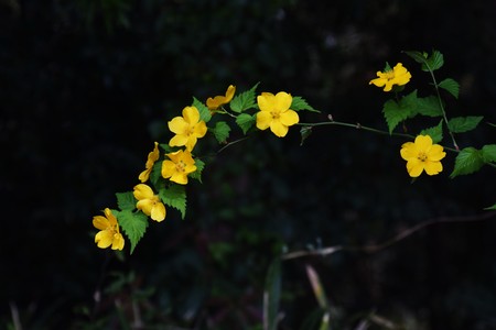 Japanese kerria (Japanese rose)