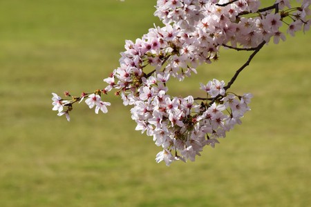 Background of the cherry blossomsの写真素材