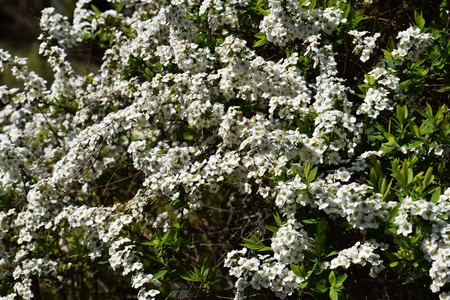 Thunberg spirea