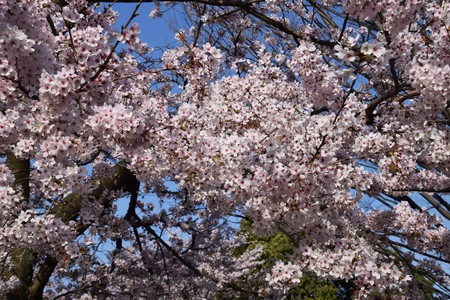 Cherry blossoms background and textureの写真素材